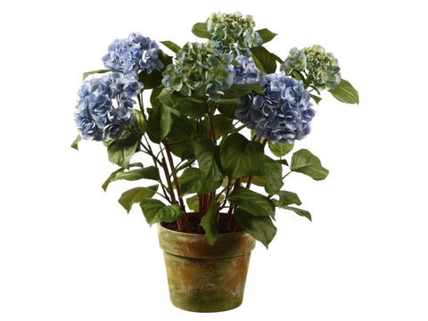 LARGE POTTED HYDRANGEA 1P4205.LB00