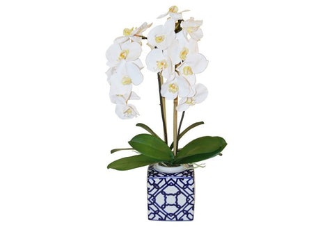 Phalaenopsis Orchid in Square Pot #51015
