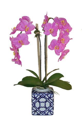 Phalaenopsis Orchids in Square Pot #51108