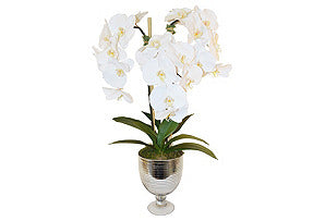 Phalaenopsis in Urn #51120