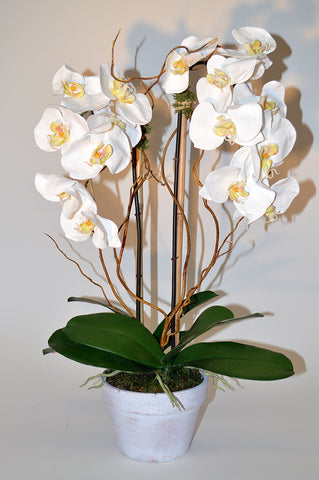 Phalaenopsis Orchid with Curly Willow #51267