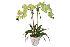Phalaenopsis in White Pot #51407