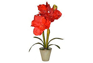 Red Amaryllis in Metal Container #51418