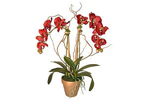 Red Phalaenopsis in Gold Pot #51426
