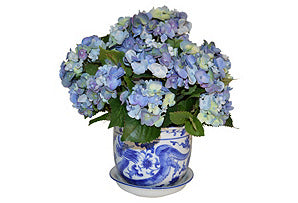 Blue Hydrangea in Blue and White Pot #51603