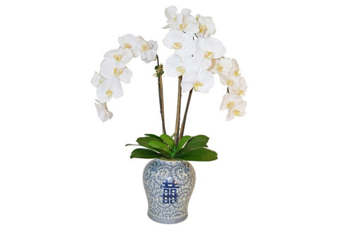 White Phalaenopsis in Blue and White Container #51815