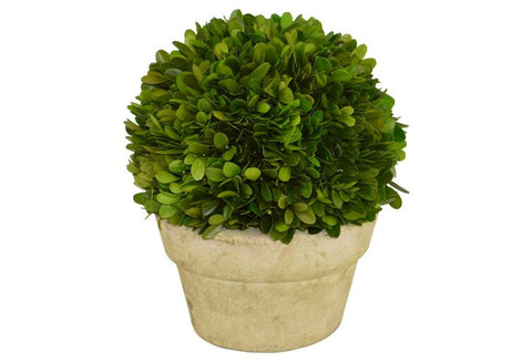 Preserved Boxwood Ball in a Ceramic Pot #52214
