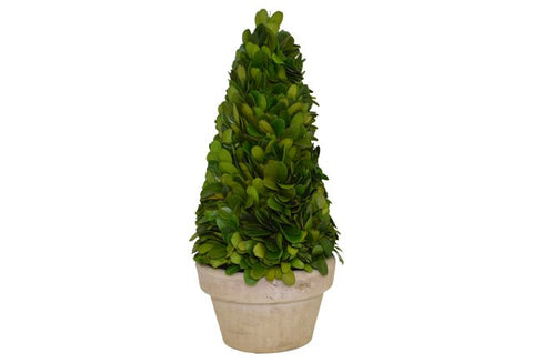 Preserved Boxwood Cone Tree in a Pot #52341