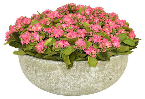Pink Kalanchoe in a Ceramic Round Bowl #52502