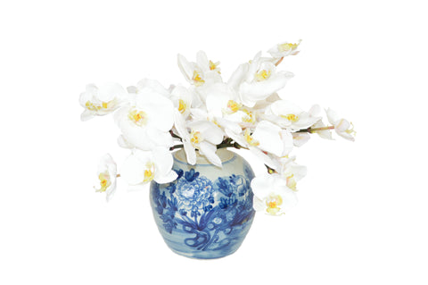 White Phal Orchids in a Blue and White Jar #52522