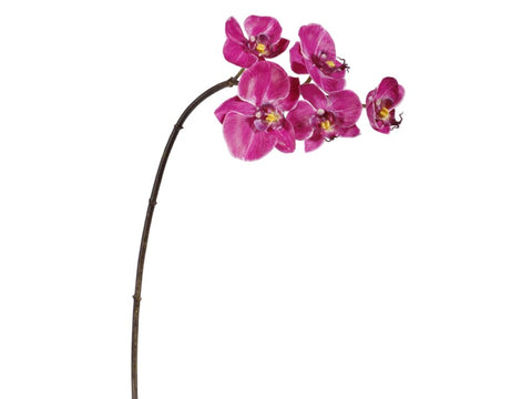 5 Blossom Fuchsia Phalaenopsis Orchid #195158FU00 Minimum order of 6