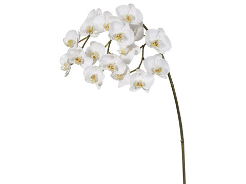 White Phalaenopsis Orchid Spray #19515900