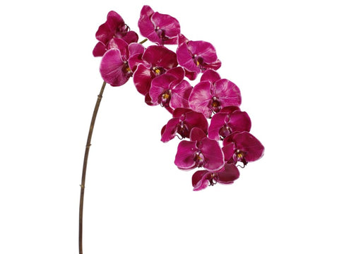 12 Blossom Fuchsia Phalaenopsis Orchid #195160FU00 Minimum order of 6