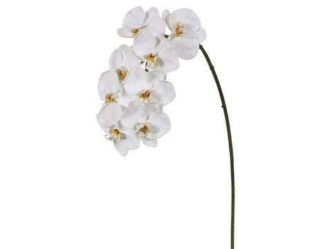 8 Blossom White Phalaenopsis Orchid #195161WW00 Minimum order of 6