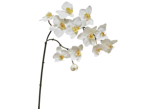 Phalaenopsis Orchid Spray #195272WW00