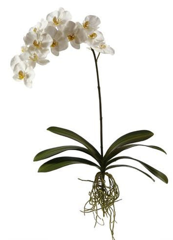 Phalaenopsis Orchid Plant #19530500 Minimum order of 6
