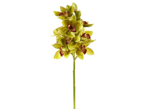 Green Cymbidium Orchid Stem #19530900 Minimum order of 6