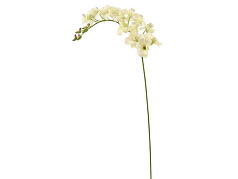 Dendrobium Orchid #19532000 Minimum order of 6
