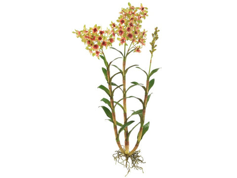 Oncidium Orchid Plant #19535800