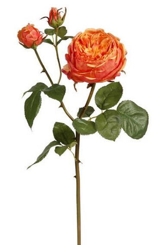 Orange English Bianca Rose Stem #195458CPCRD00 Minimum order of 6