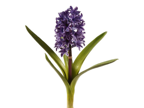 Purple Hyacinth Plant #195650BLPU00 minimum order of 6