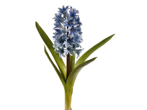 Light Blue Hyacinth Plant #195650BLPU00 Minimum order of 6