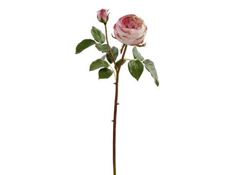 Blush English Rose #195786C00 Minimum order of 6