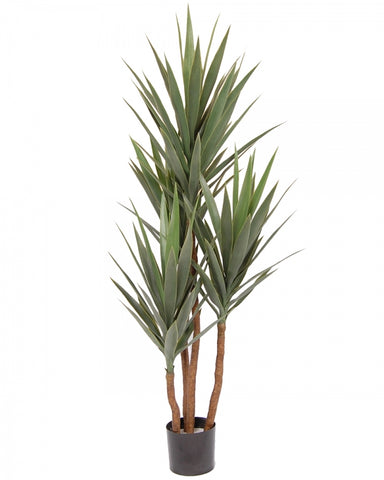 Yucca Trees in Pot #1G2203GN00