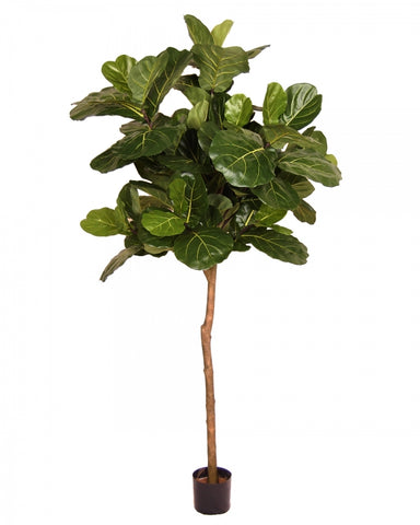 Brazil Fiddle Leaf Fig Tree #1G90067PTTGN00