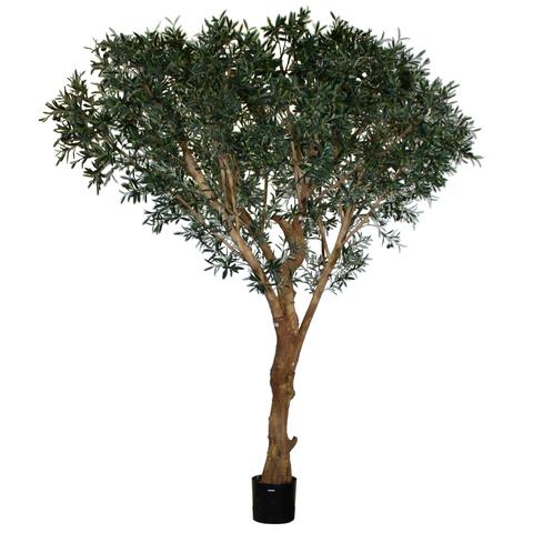 Italian Olive Tree #1P167000