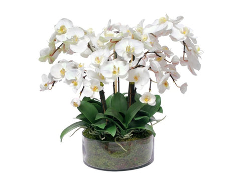 Phalaenopsis Orchids in Cylinder Vase #1SDP346WH00