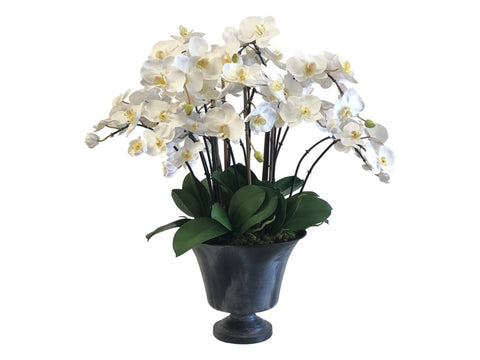 MINI PHALAENOPSIS ORCHID IN PLANTER  #9519.WH00