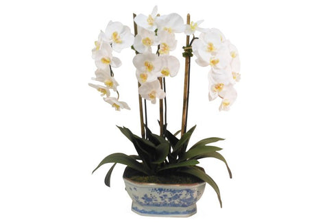 White Phalaenopsis Orchid in Blue and White Planter #1301