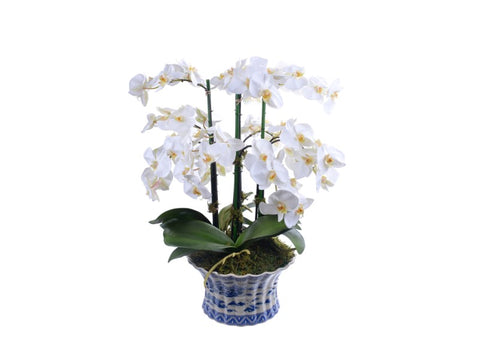 ORCHID PHALAENOPSIS IN POT #1P2061.WH