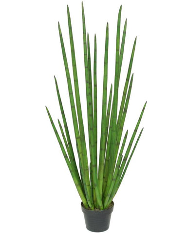 Potted Snake Grass #1353848P00