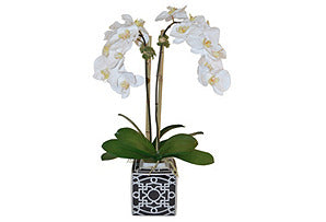 Phalaenopsis in Square Pot #51017