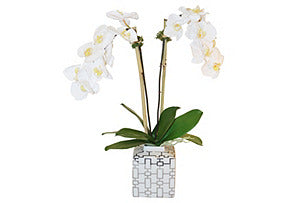 Phalaenopsis in Square Pot #51057