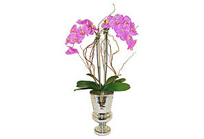 Phalaenopsis with Curly Willow #51141