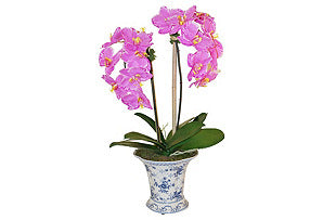 Phalaenopsis in Blue and White Vase #51143