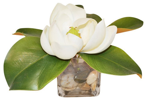 White Magnolia in Cube Vase #51172