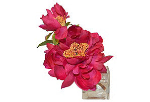 Vintage Peony in Cube #51181
