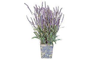 Lavender in Blue and White Square Pot #51242