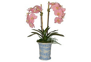 Phalaenopsis Plant in Blue and White Vase #51266