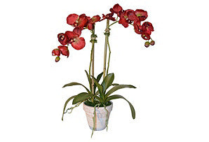 Phalaenopsis in White Pot #51408