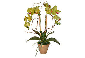 Green Phalaenopsis in Gold Pot #51425