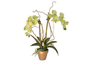 Light Green Phalaenopsis in Gold Pot #51427