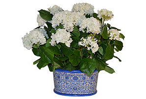 Hydrangea in Blue and White Oval Basin #51507