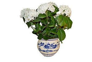Hydrangea in Round Blue and White Bowl #51508
