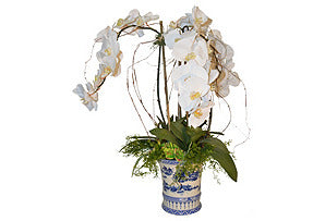 White Orchid with Succulents in Blue and White Pot #51575