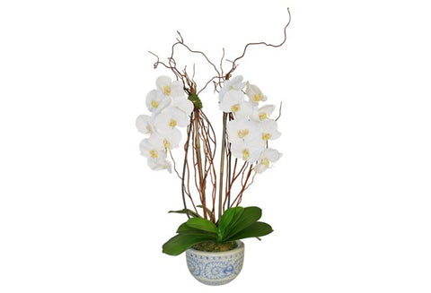 White Orchids in Round Blue and White Bowl #51811